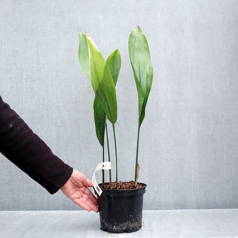 Aspidistra elatior - Cast-Iron Plant 2L/3L pot sample as delivered in autumn