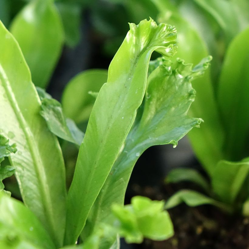 Asplenium antiquum 'Leslie' - Fougère nid d'oiseau Leslie, fougère antique Leslie (Foliage)