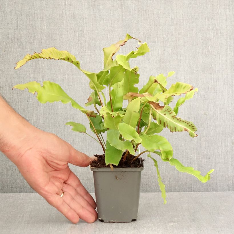 Phyllitis scolopendrium Bolton’s Noble - Hart's-tongue fern 8/9 cm pot sample as delivered in autumn