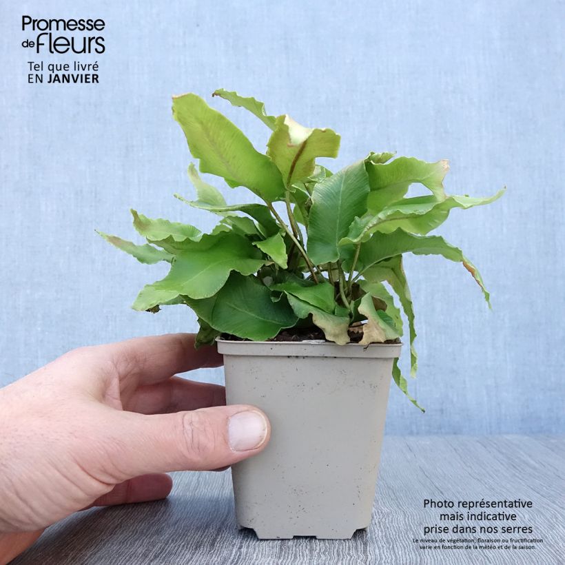 Phyllitis scolopendrium Bolton’s Noble - Hart's-tongue fern 8/9 cm pot sample as delivered in winter