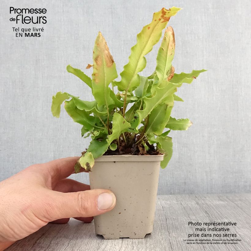 Phyllitis scolopendrium Bolton’s Noble - Hart's-tongue fern 8/9 cm pot sample as delivered in spring