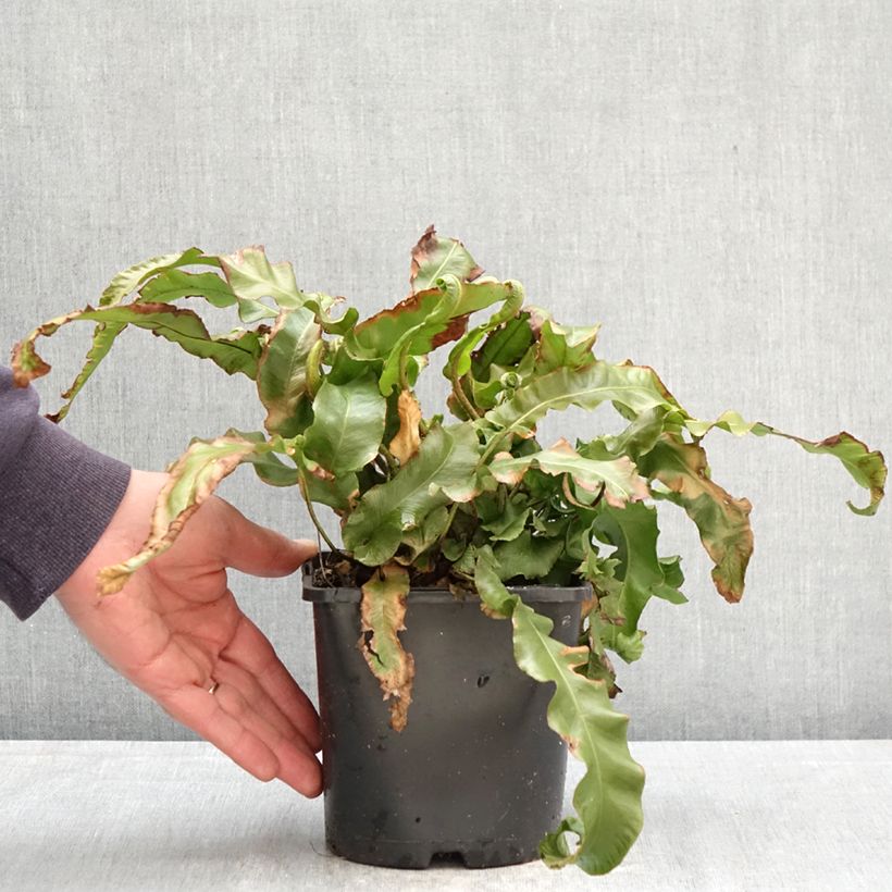 Asplenium scolopendrium Undulatum Group - Hart's Tongue Fern 2L/3L pot sample as delivered in spring