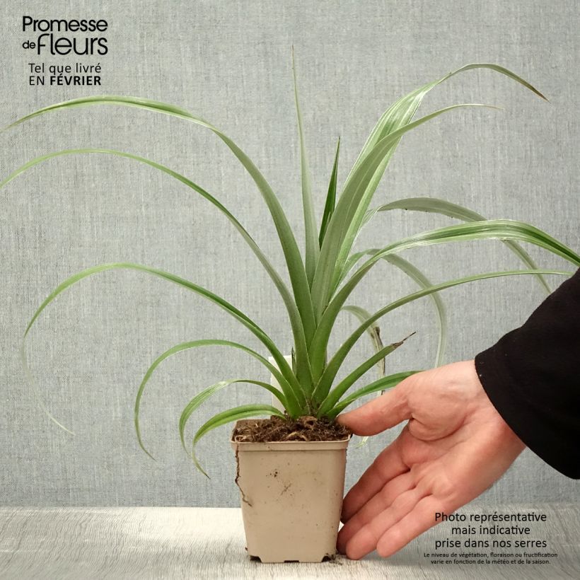 Astelia chathamica Silver Shadow 8/9 cm pot sample as delivered in winter