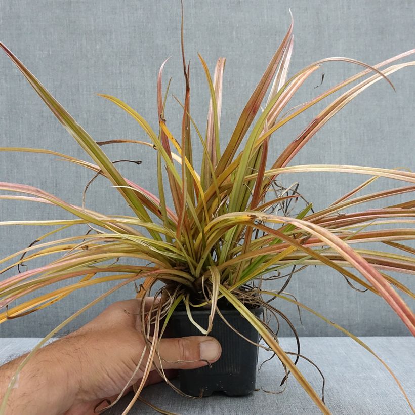 Astelia nervosa Westland 8/9 cm pot sample as delivered in summer