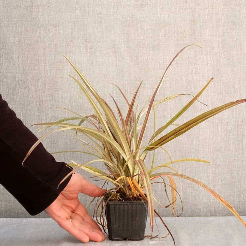 Astelia nervosa Westland 8/9 cm pot sample as delivered in winter