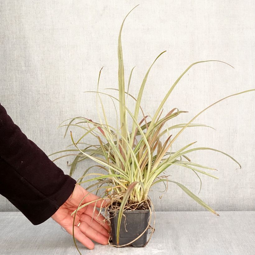 Astelia nervosa Westland 8/9 cm pot sample as delivered in spring