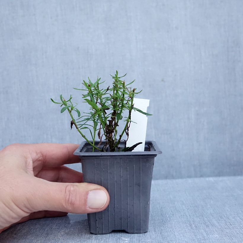 Ionactis linariifolia - Aster 8/9 cm pot sample as delivered in autumn