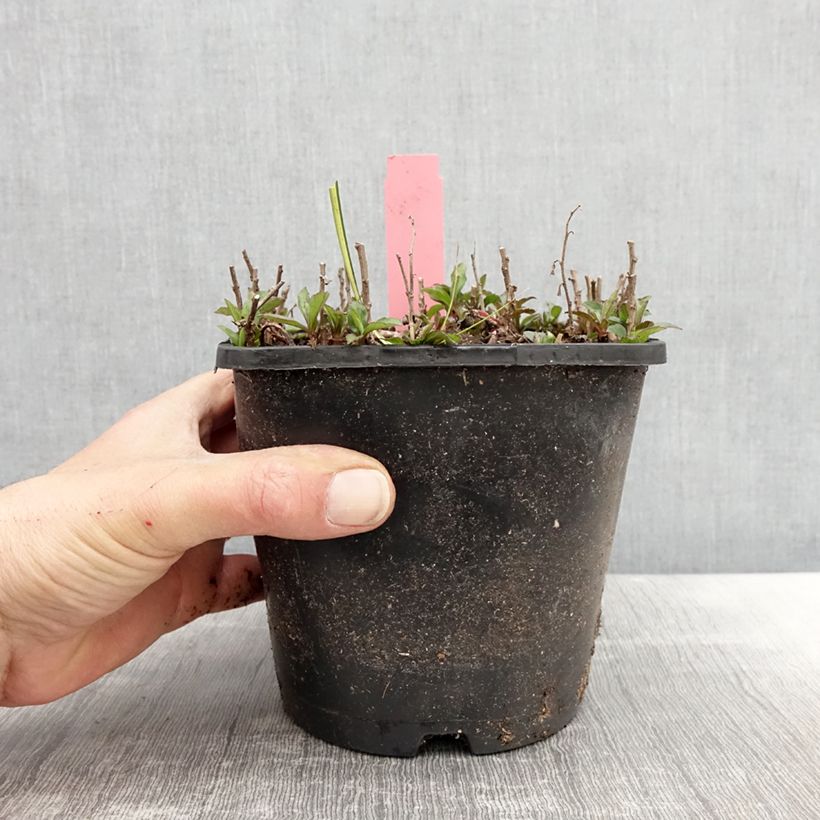 Aster ageratoides Adustus Nanus 1.5L/2L pot sample as delivered in spring