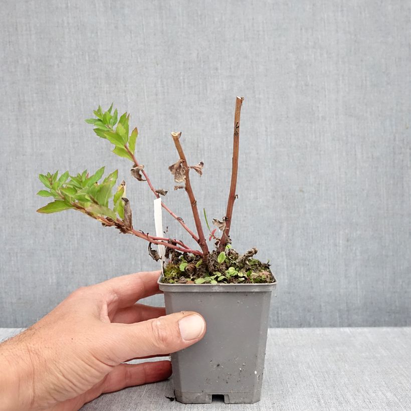 Aster ageratoides Asran 8/9 cm pot sample as delivered in autumn