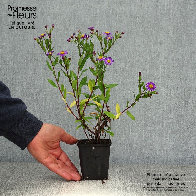 Aster ageratoides Ezo Murasaki 8/9 cm pot sample as delivered in autumn