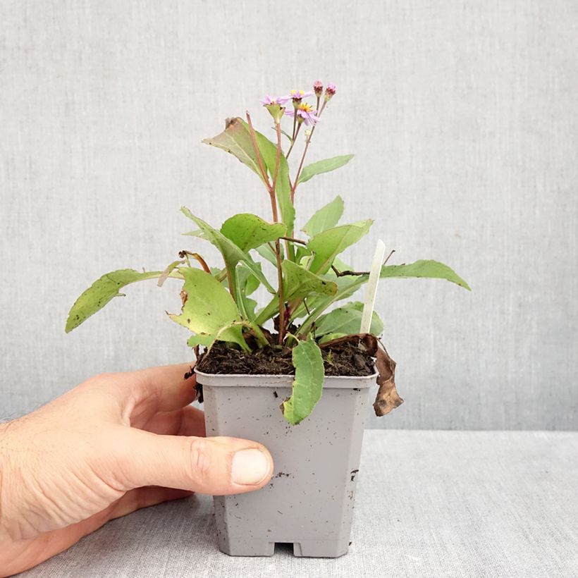 Aster ageratoides Harry Schmidt 8/9 cm pot sample as delivered in autumn