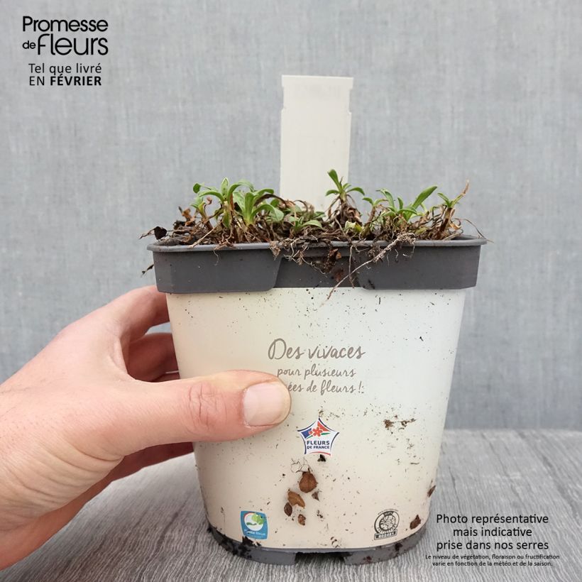 Aster alpinus Albus 2L/3L pot sample as delivered in winter