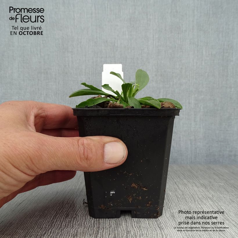 Aster alpinus Goliath 8/9 cm pot sample as delivered in autumn