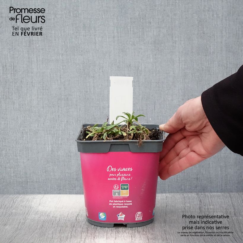 Aster alpinus Happy End 2L/3L pot sample as delivered in winter