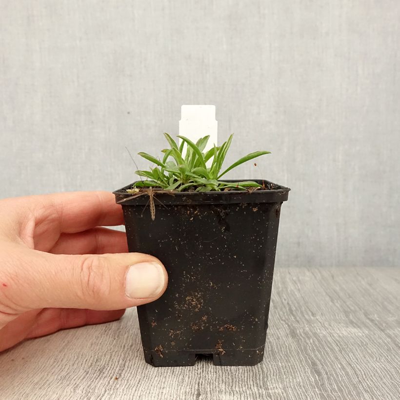 Aster alpinus Pinkie 8/9 cm pot sample as delivered in spring