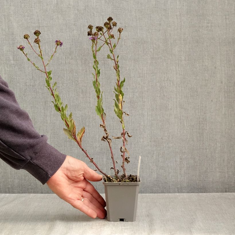 Aster amellus King George 8/9 cm pot sample as delivered in autumn