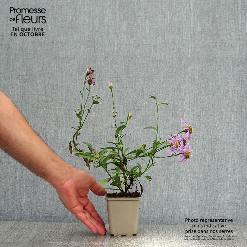 Aster amellus Sonia 8/9 cm pot sample as delivered in autumn
