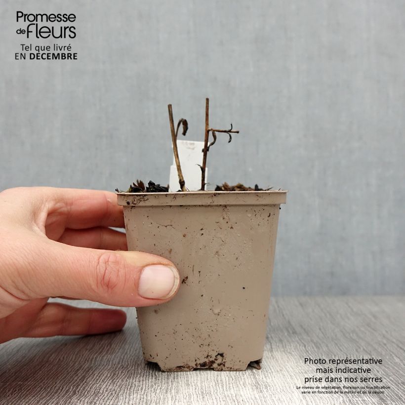 Aster amellus Sonora 8/9 cm pot sample as delivered in winter