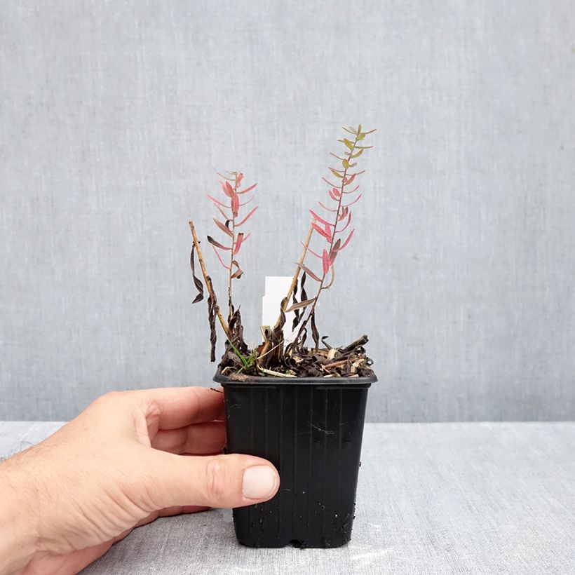 Aster amethystinus Kylie 8/9 cm pot sample as delivered in autumn