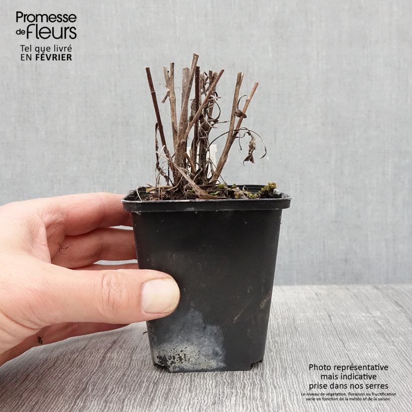 Aster azureus 8/9 cm pot sample as delivered in winter