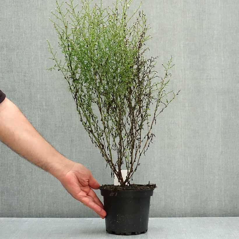 Aster cordifolius Ideal 2L/3L pot sample as delivered in autumn
