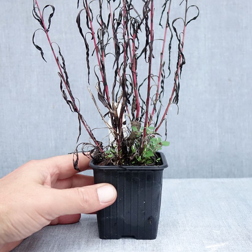 Aster datschii 8/9 cm pot sample as delivered in autumn