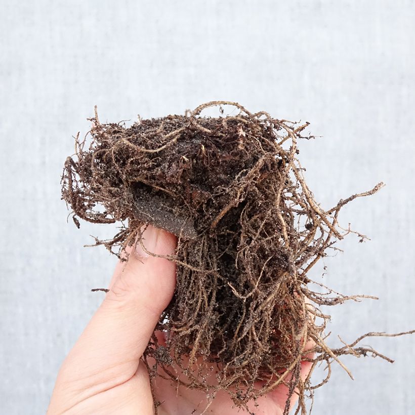 Aster dumosus Anneke Bare root sample as delivered in winter