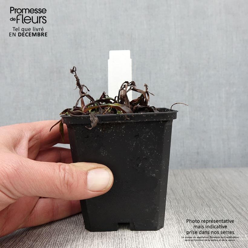 Aster dumosus Augenweide 8/9 cm pot sample as delivered in autumn