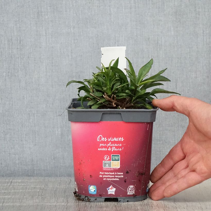 Aster dumosus Bahamas 2L/3L pot sample as delivered in spring