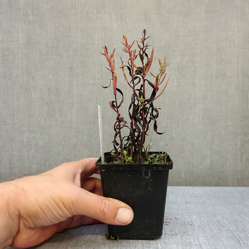 Aster dumosus Heinz-Richard 8/9 cm pot sample as delivered in autumn