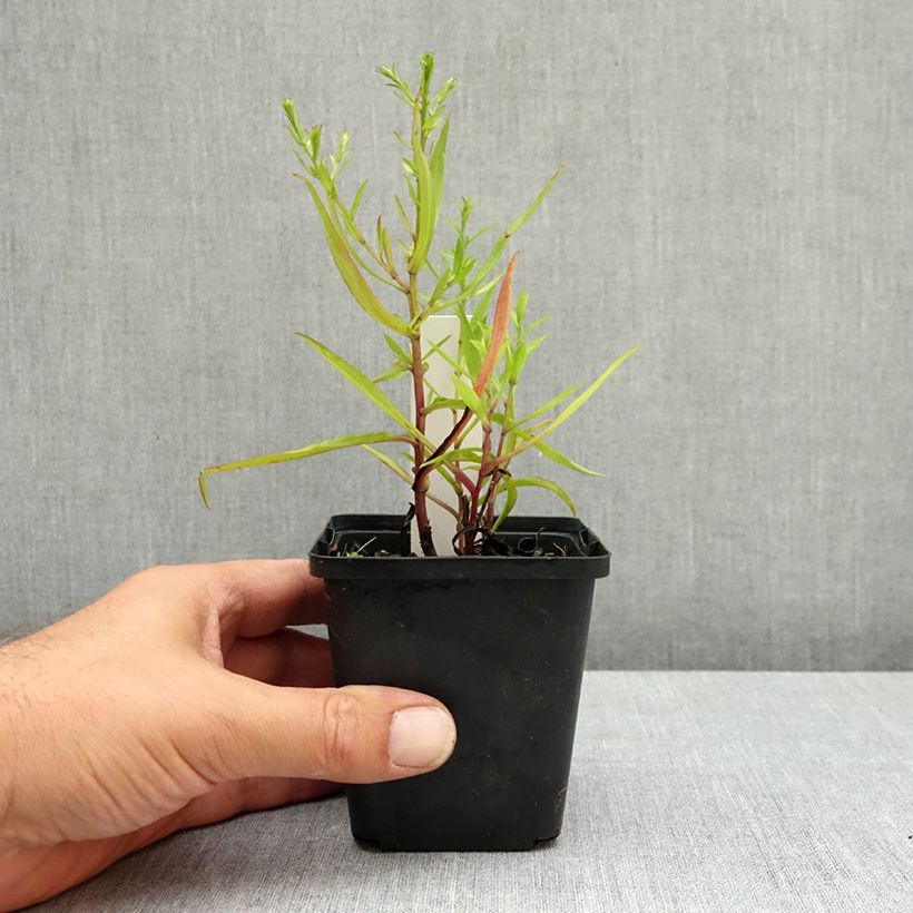 Aster dumosus Heinz-Richard 8/9 cm pot sample as delivered in summer