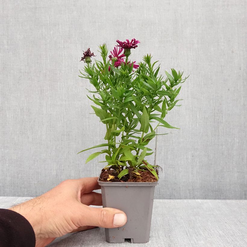 Aster dumosus Jenny 8/9 cm pot sample as delivered in autumn