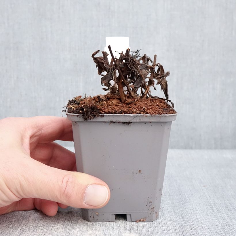 Aster dumosus Jenny 8/9 cm pot sample as delivered in winter