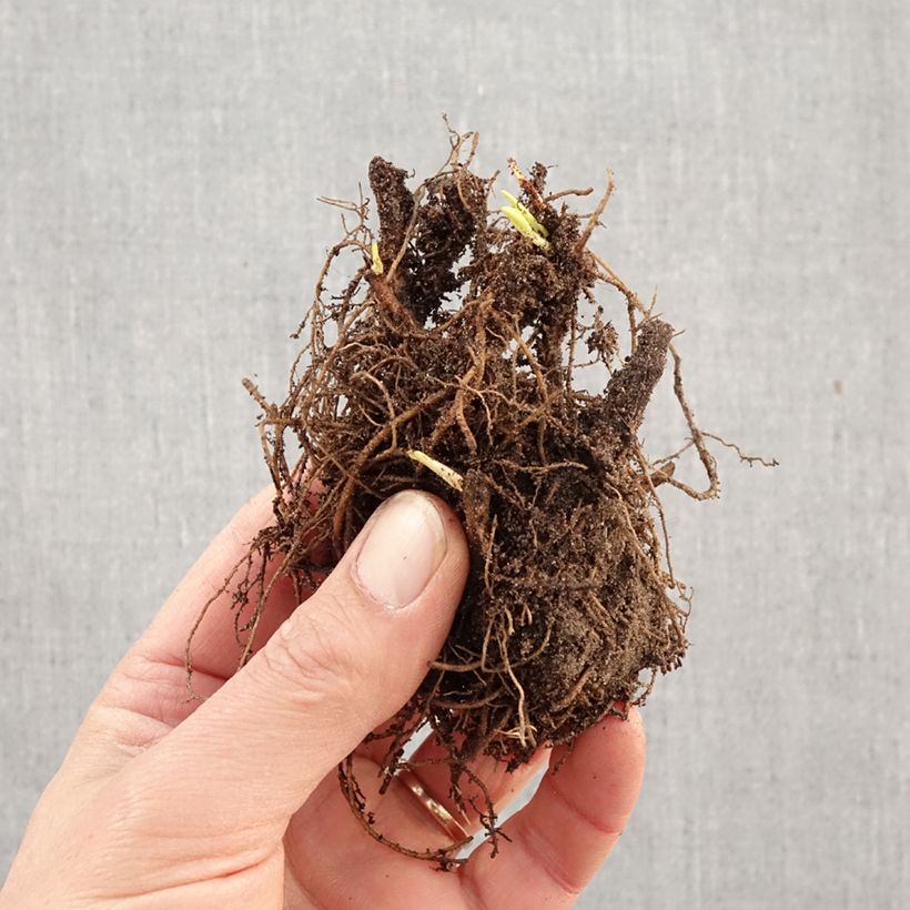 Aster dumosus Jenny Bare root sample as delivered in winter
