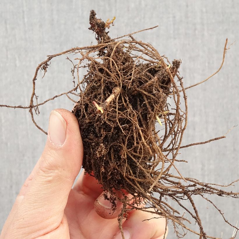 Aster dumosus Marjorie Bare root sample as delivered in winter