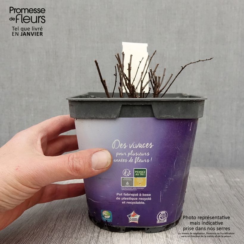 Aster dumosus Samoa 2L/3L pot sample as delivered in winter