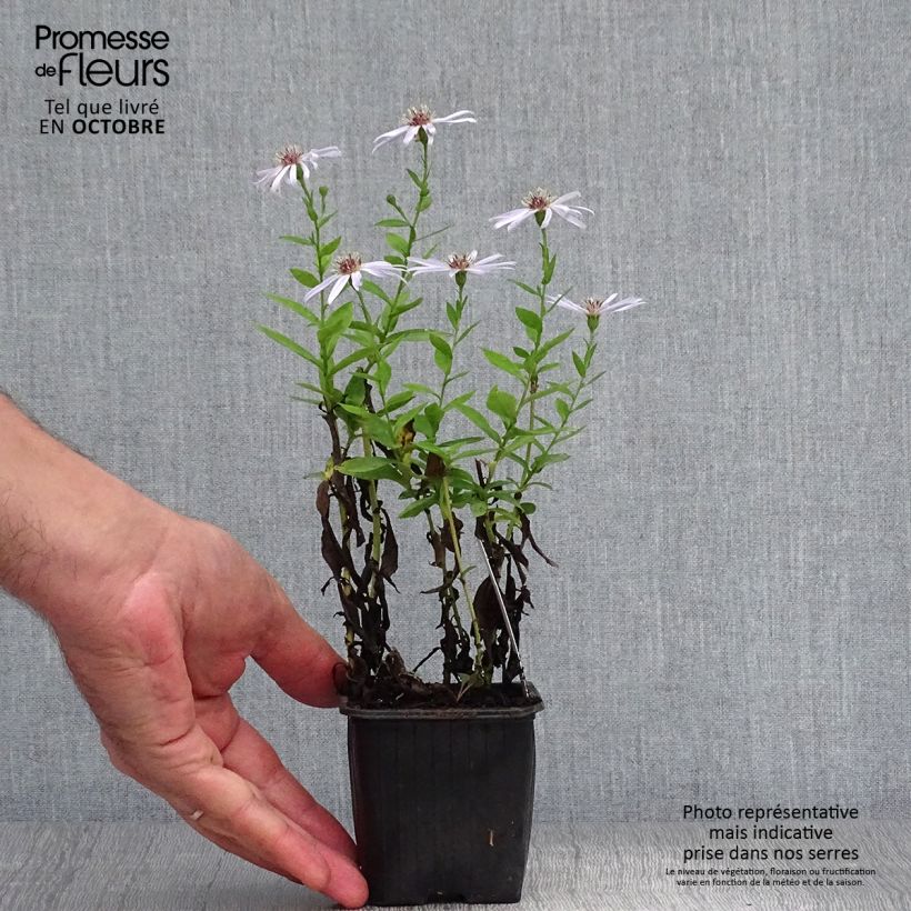 Aster dumosus Silberblaukissen 8/9 cm pot sample as delivered in autumn