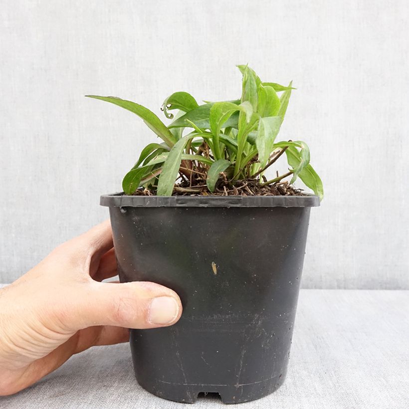 Aster novi-belgii Wood's Purple - New York Aster 1.5L/2L pot sample as delivered in spring