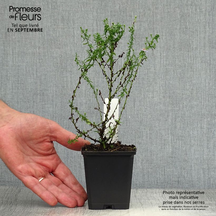 Aster ericoides Blue Star 8/9 cm pot sample as delivered in autumn