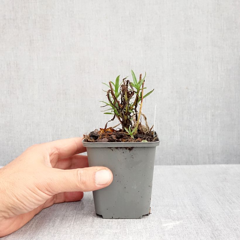 Aster ericoides Esther 8/9 cm pot sample as delivered in autumn
