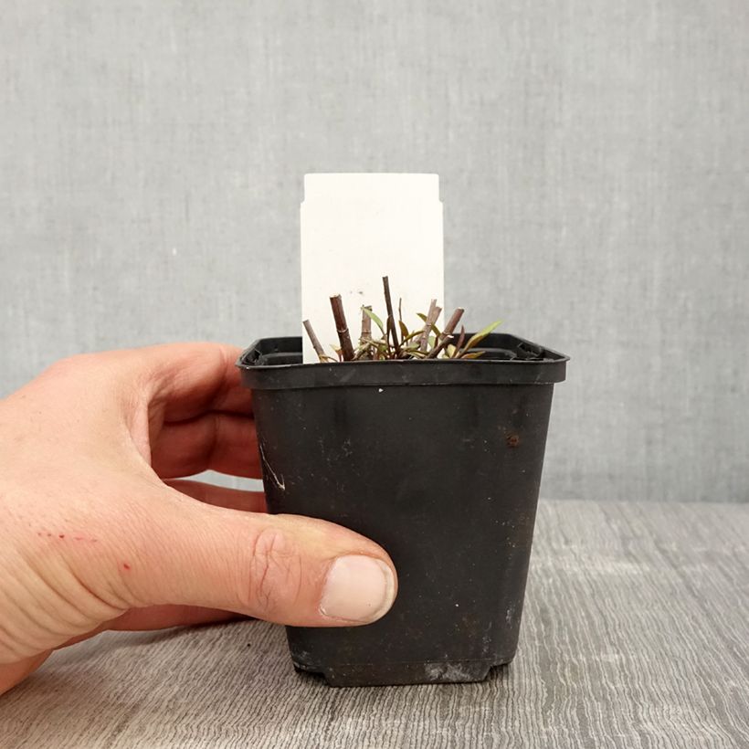 Aster ericoides Herbstmyrte 8/9 cm pot sample as delivered in spring