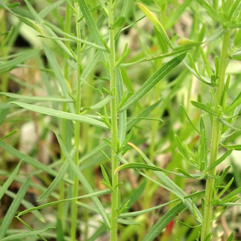 Aster ericoides Schneetanne (Foliage)