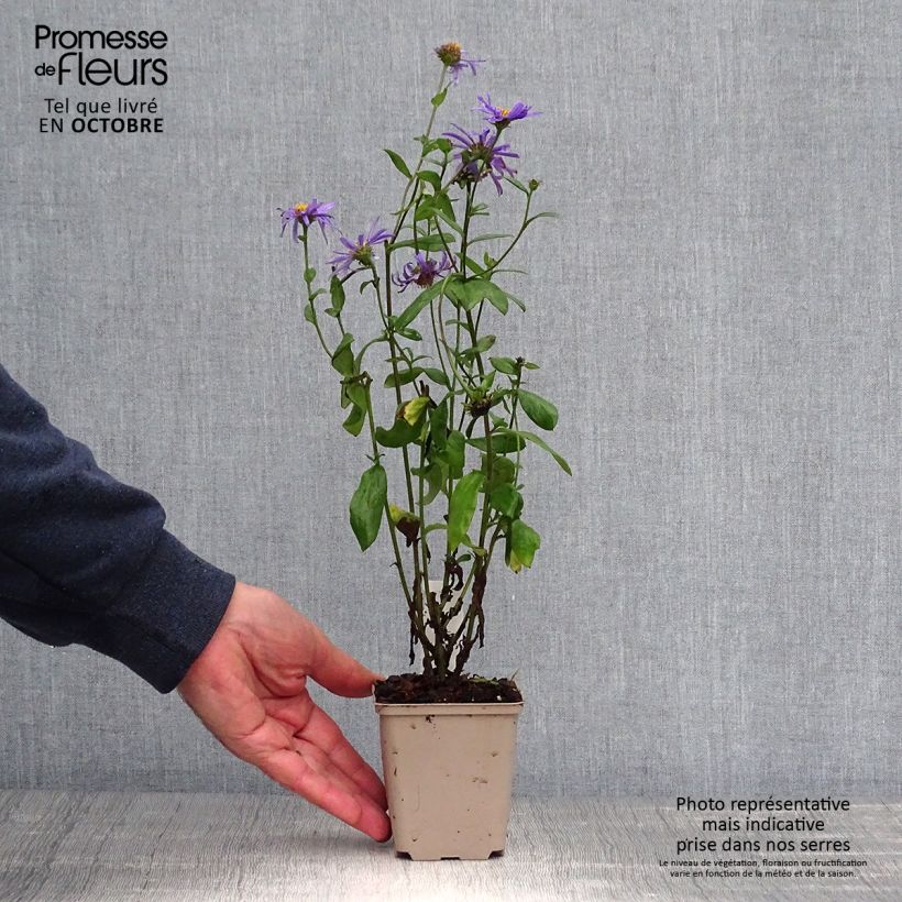 Aster frikartii Jungfrau 8/9 cm pot sample as delivered in autumn