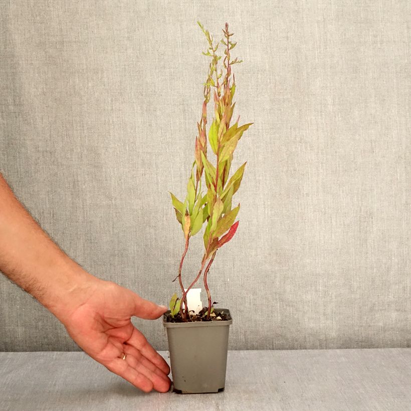Aster lateriflorus Chloe 8/9 cm pot sample as delivered in summer