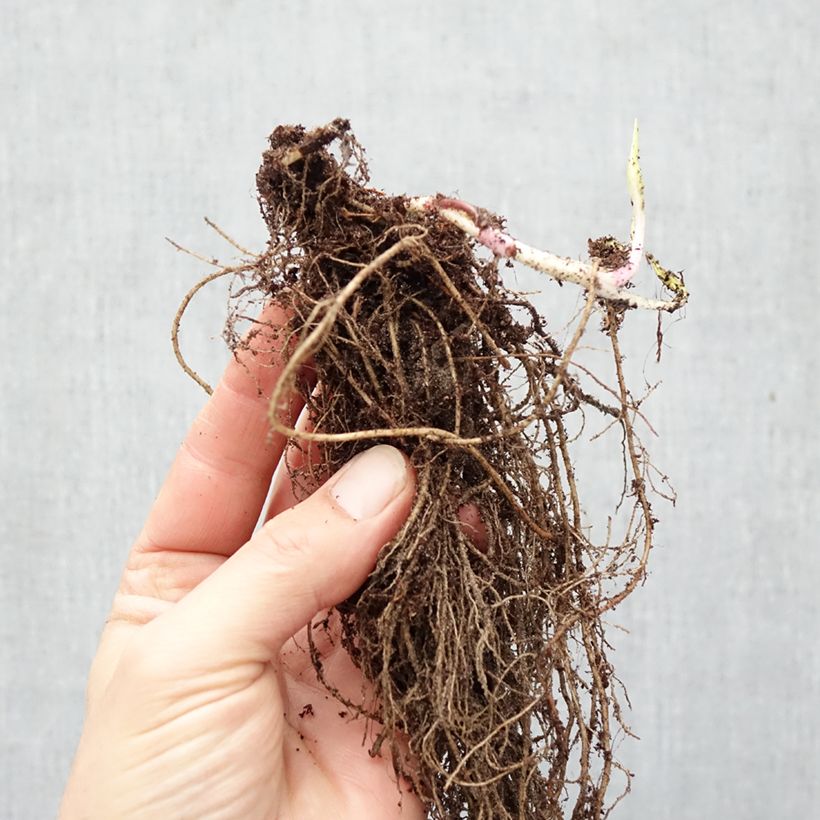 Aster lateriflorus Lady In Black Bare root sample as delivered in winter