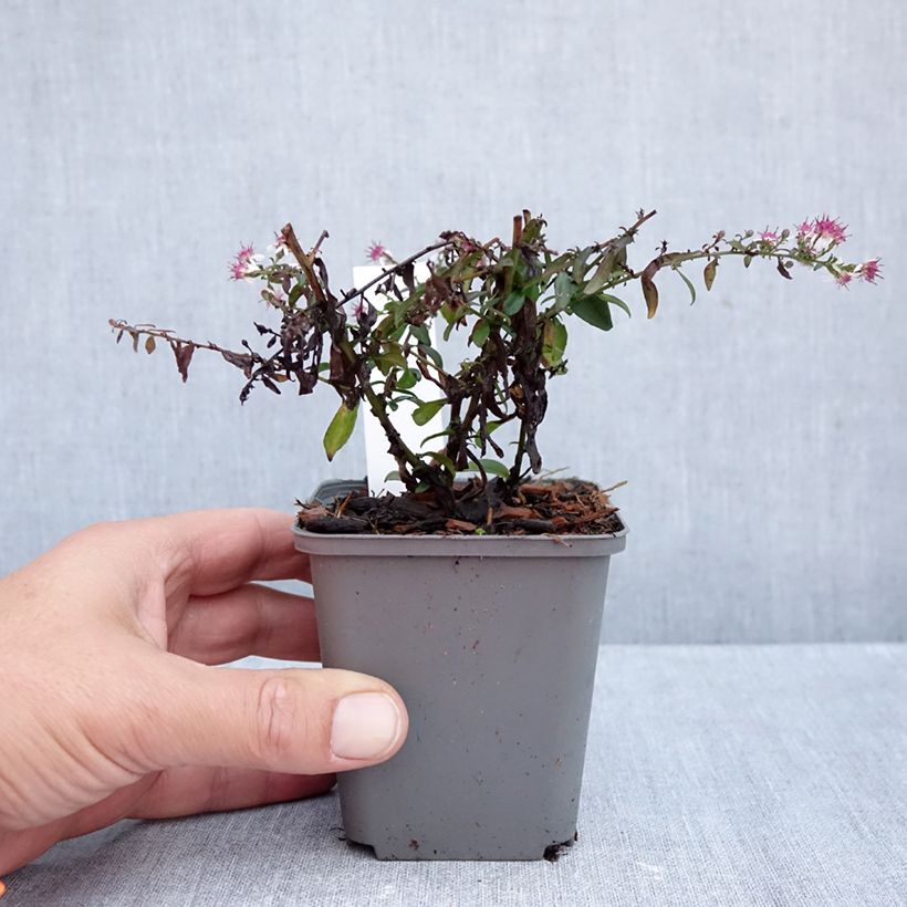 Aster lateriflorus Prince 8/9 cm pot sample as delivered in autumn