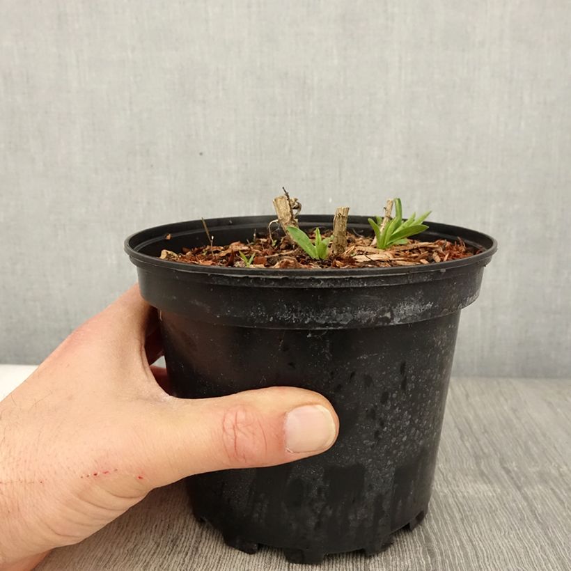 Aster novae-angliae Andenken an Alma Pötschke 2L/3L pot sample as delivered in spring