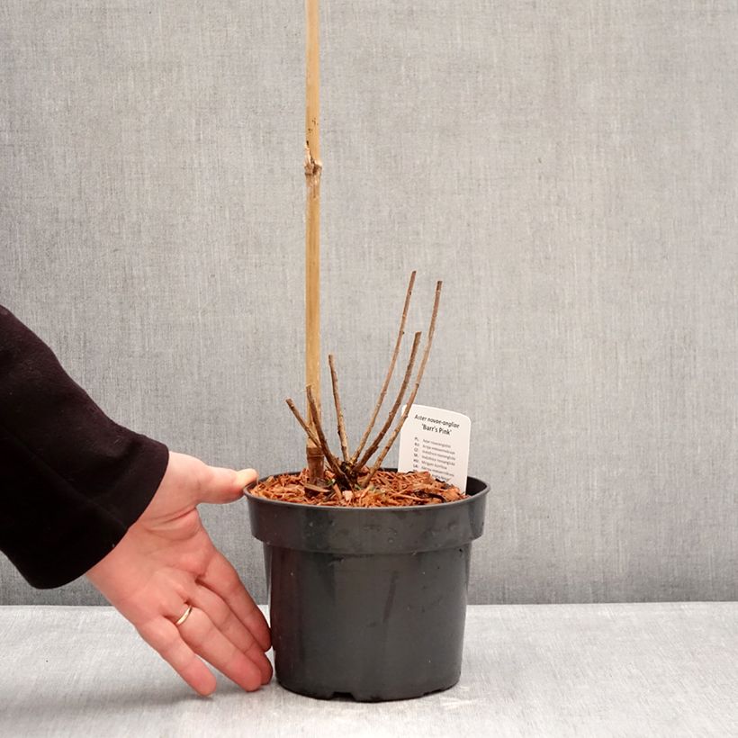 Aster novae-angliae Barrs Pink 2L/3L pot sample as delivered in winter