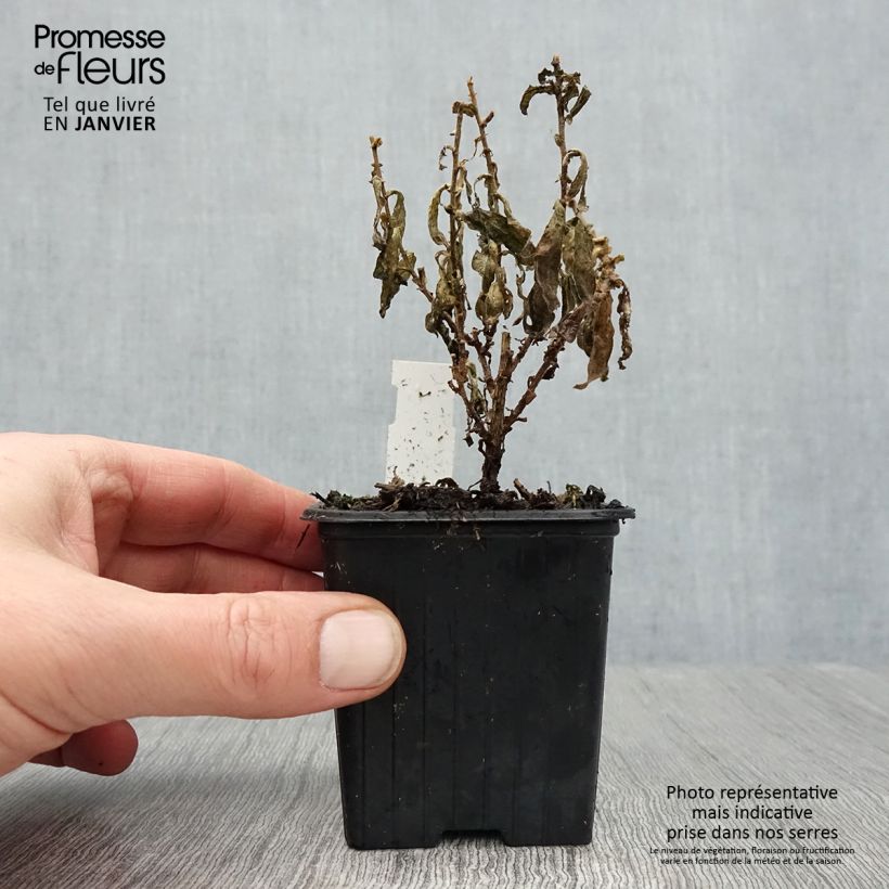 Aster novae-angliae Rosa Sieger 7/8 cm pot sample as delivered in winter