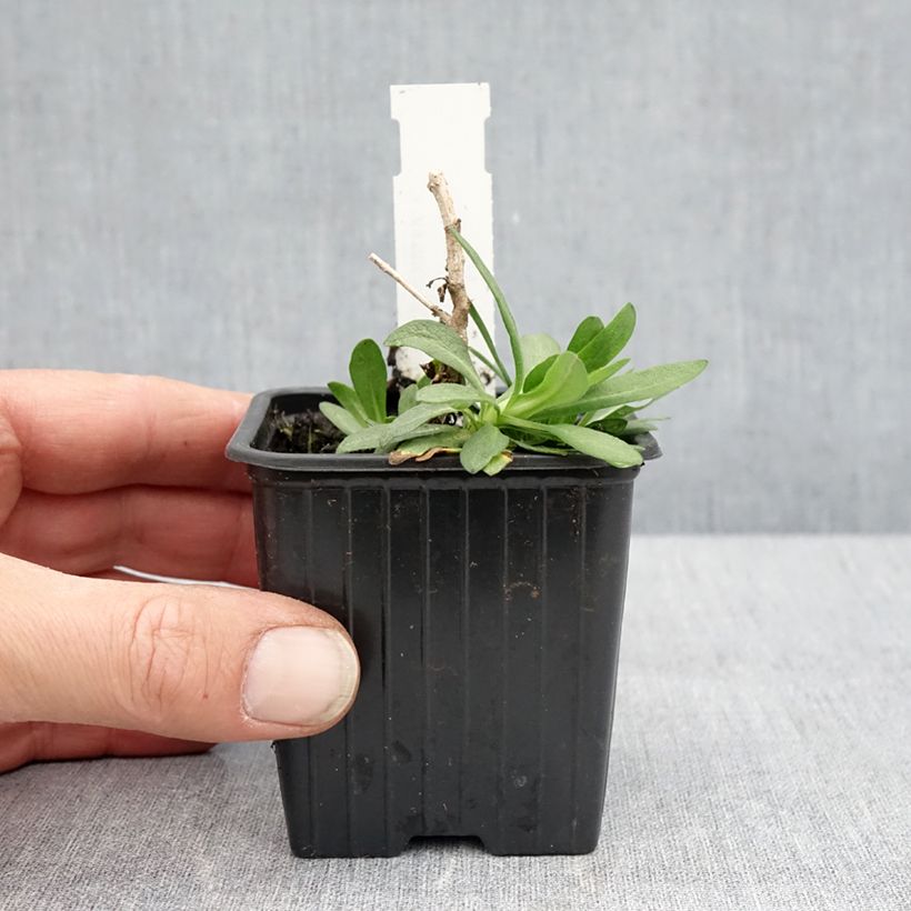 Aster novae-angliae Rosa Sieger 7/8 cm pot sample as delivered in spring